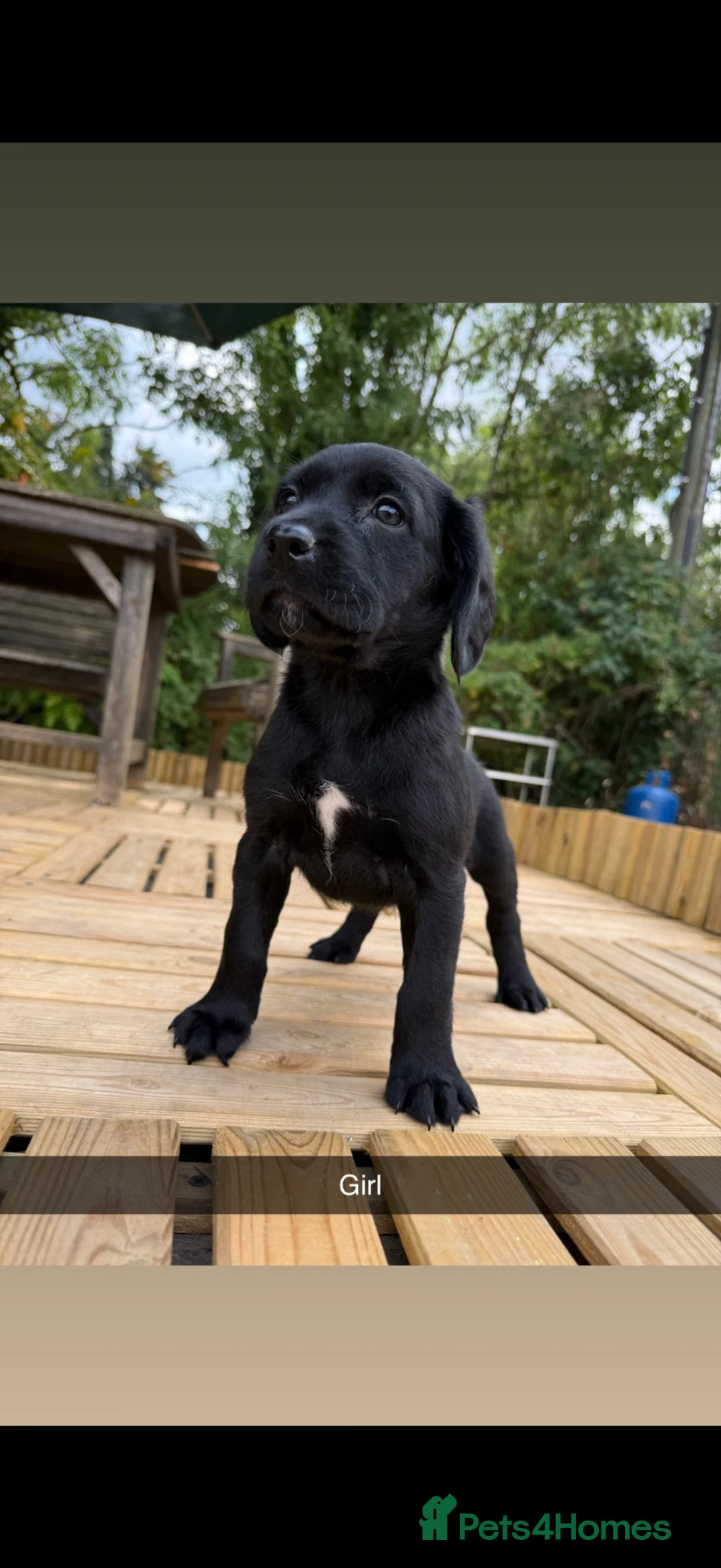 Springador dogs for sale: Springador pups 3 boys 5 girls available  - Advert 1