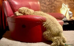 Bernedoodle dogs for sale: Bernedoodle stunning puppies F1b cuddly standard - Image 6
