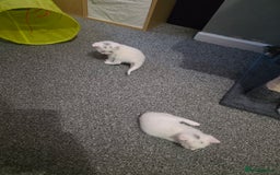 Turkish Angora cats for sale: Turkish angora kittens - Image 10