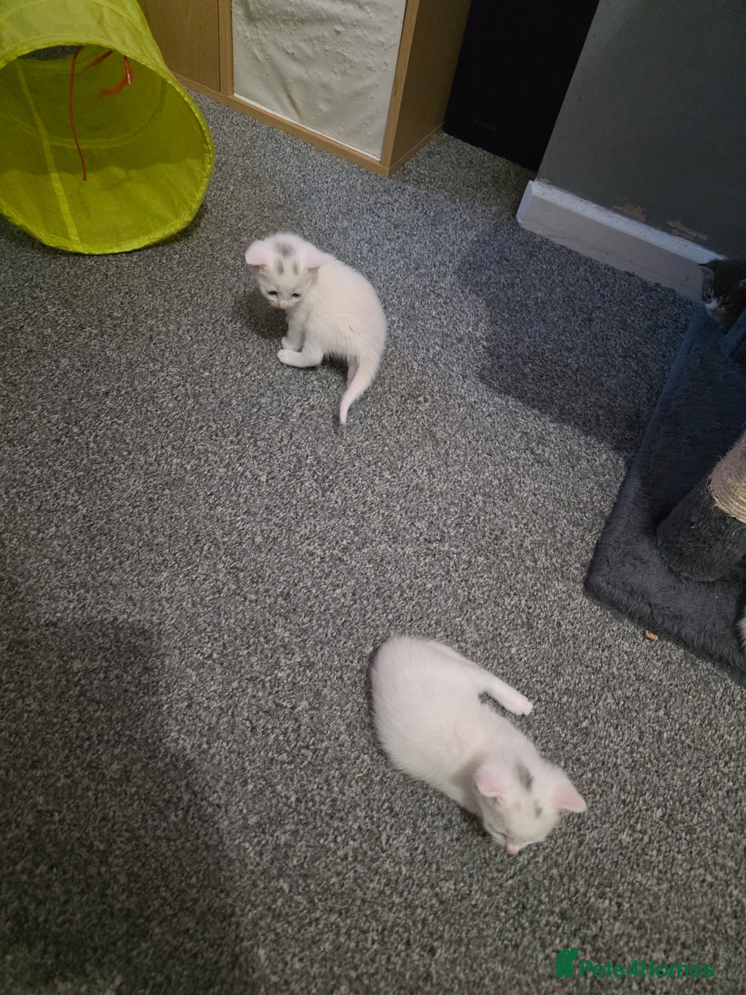 Turkish Angora cats for sale: Turkish angora kittens - Image 10