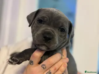 Staffordshire Bull Terrier dogs KC registered blue Staffordshire blue terrior - Advert 1