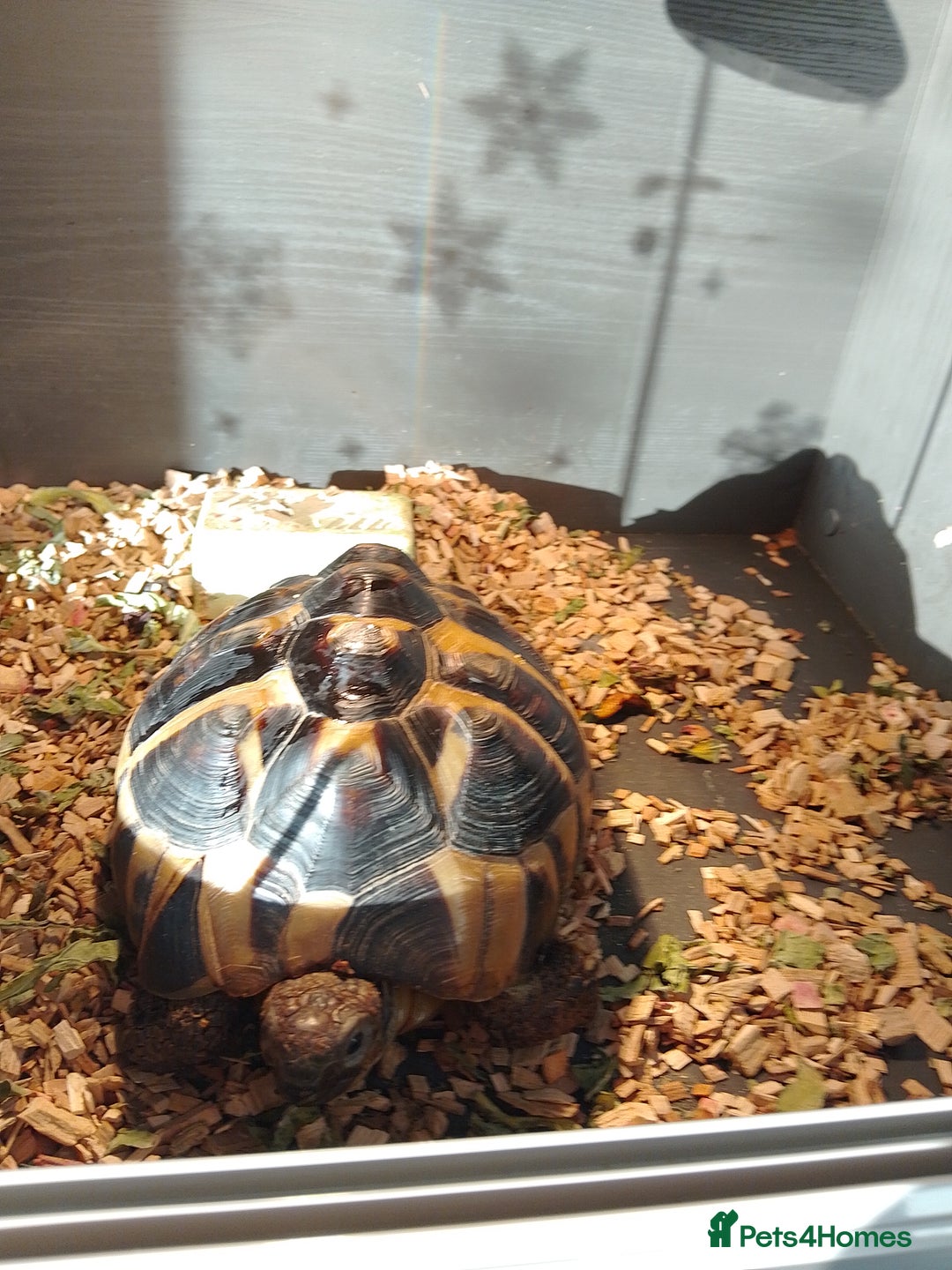 Tortoise reptiles for sale: Tortoise and set up for sale - Advert 1