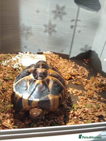 Tortoise reptiles Tortoise and set up for sale - Advert 1