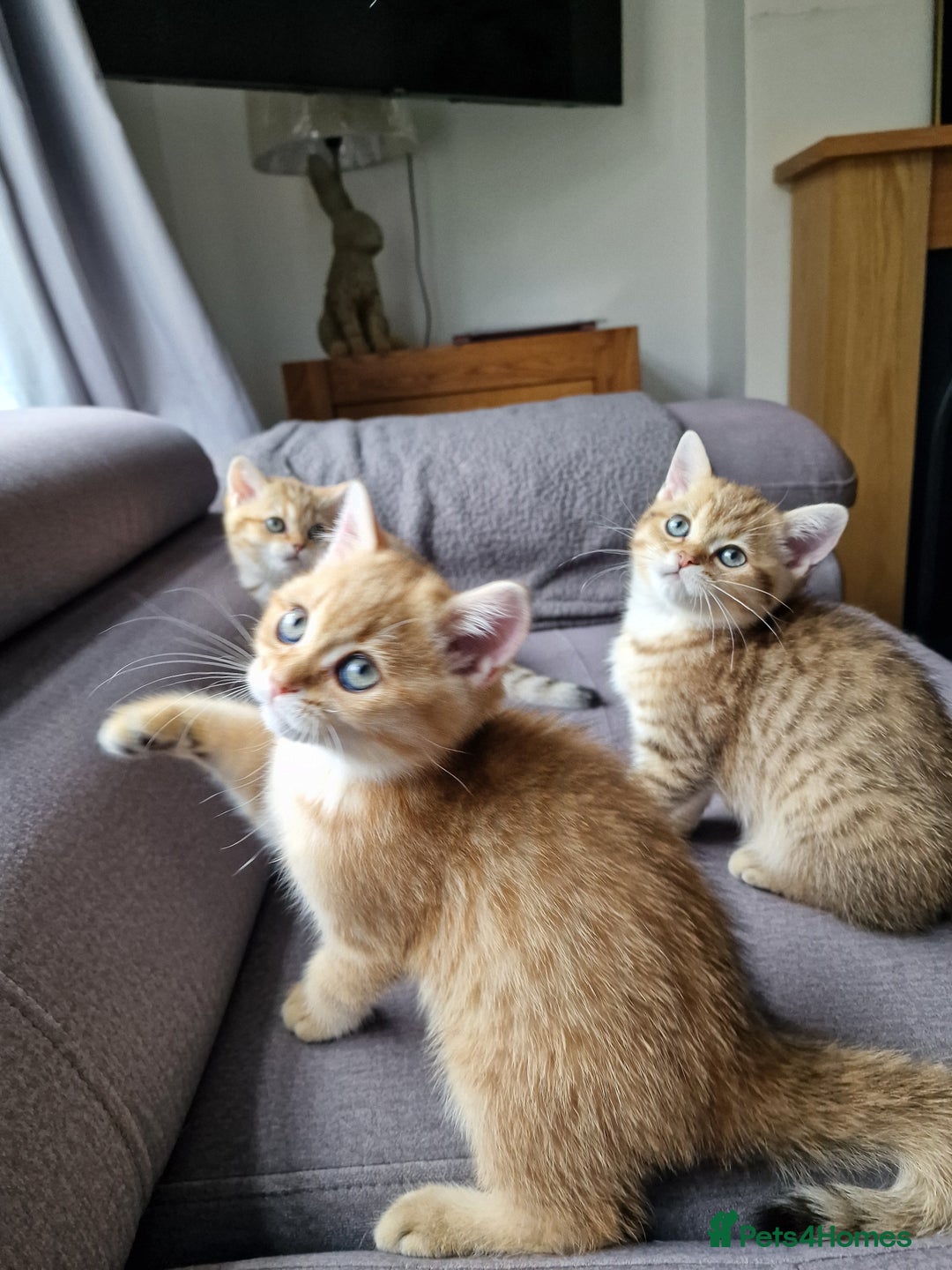 British Shorthair cats for sale: GCCF High Quality BritishShorthair last 2 left - Image 6