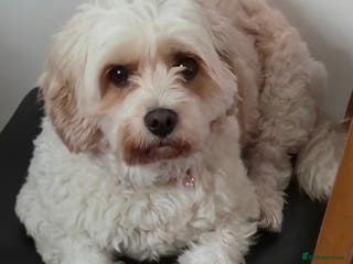 Cavapoo dogs Cavapoo Girl Age 6 Years - Advert 1