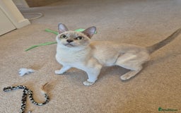 Burmese cats for sale: Beautiful Pedigree Lilac Female Burmese - Image 3