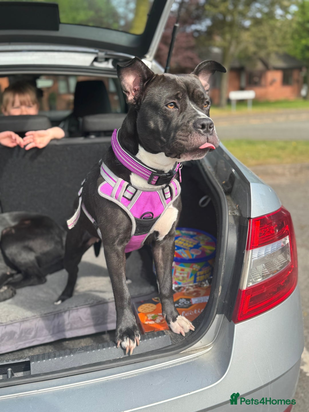 Mixed Breed dogs for sale: Poppy - Image 2