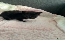 Mixed Breed cats for sale: 6 adorable kittens  - Image 7