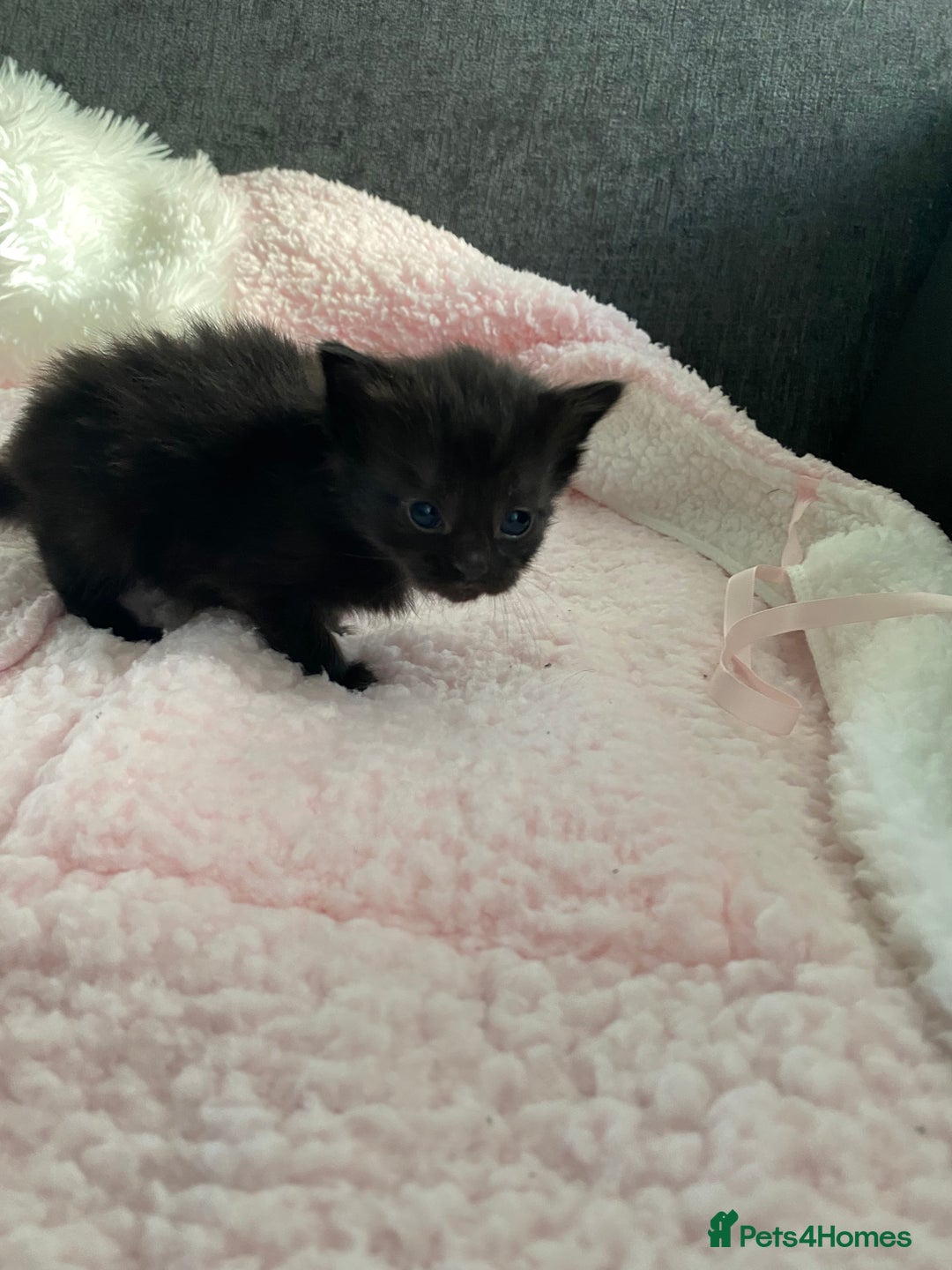 Mixed Breed cats for sale: 6 adorable kittens  - Image 7