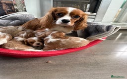 Cavalier King Charles Spaniel dogs for sale: King Charles spaniel puppies  - Advert 7