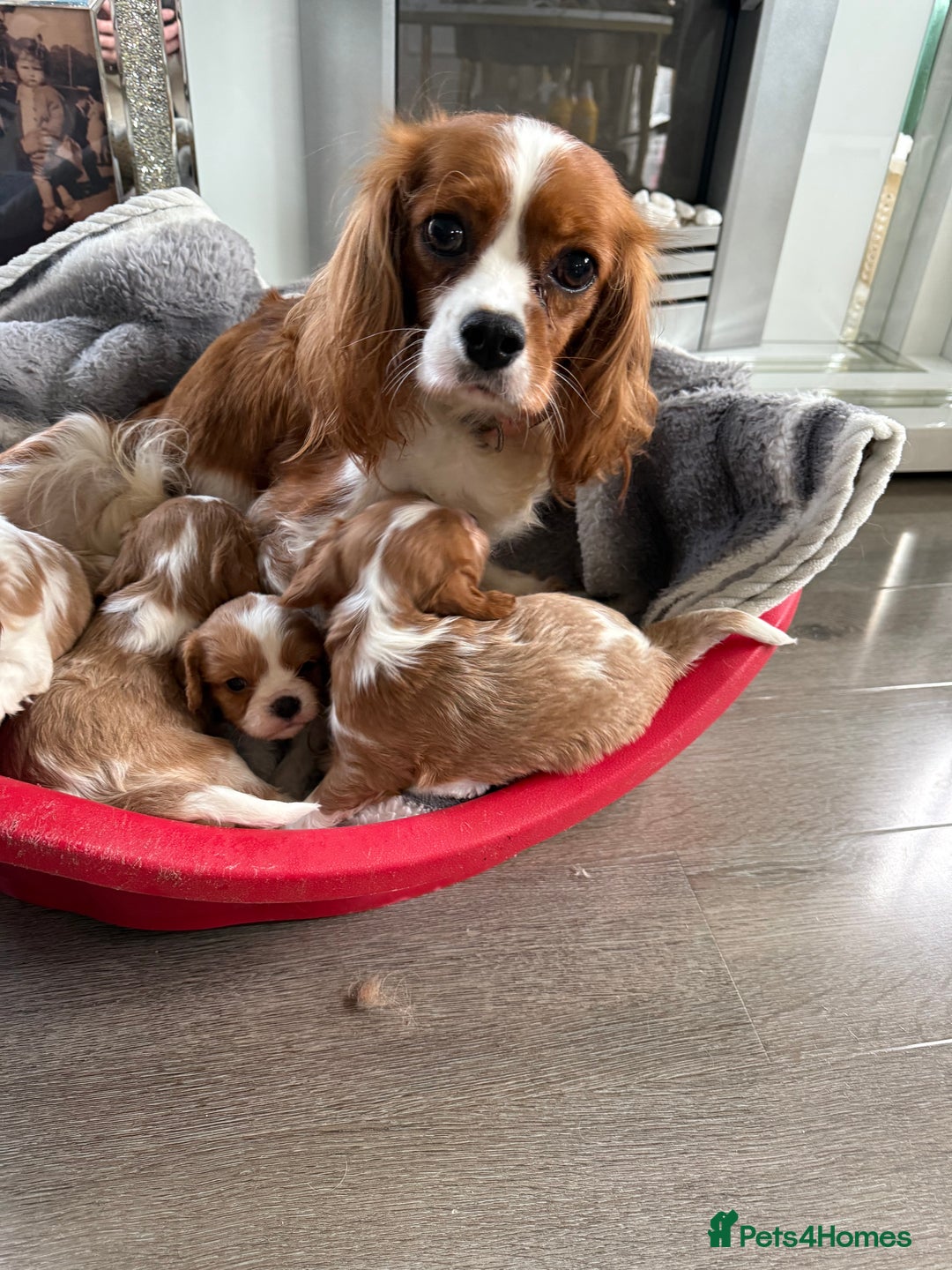 Cavalier King Charles Spaniel dogs for sale: King Charles spaniel puppies  - Advert 7