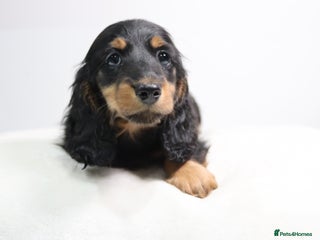 Miniature Dachshund dogs 1 left Ready now Miniature longhaired dachshunds - Advert 11