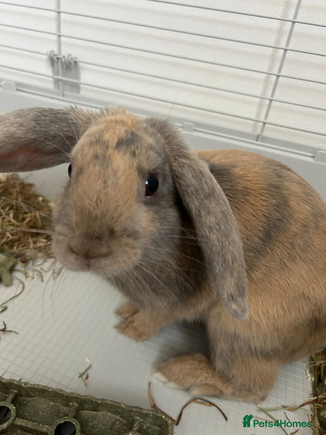 Mini Lop rabbits for sale: Rolo, 6 months - Advert 1