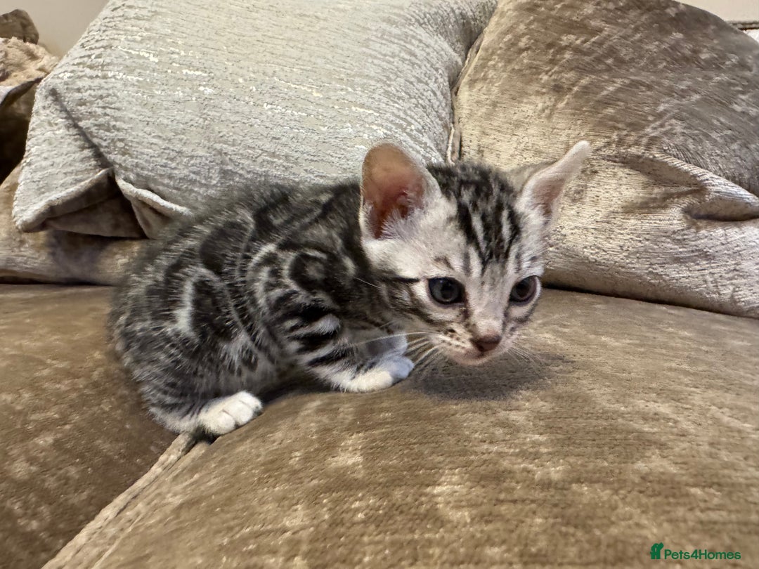 Bengal cats for sale: Exceptional TICA Registered Bengals- Champion Line - Advert 26