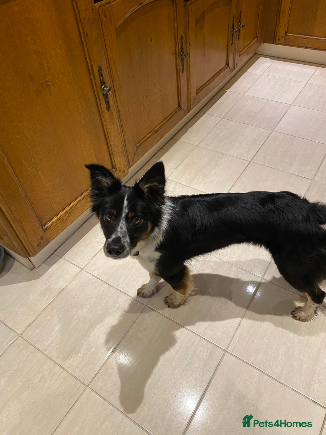 Border Collie dogs for sale: Border collie bitch  - Advert 1