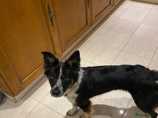 Border Collie dogs Border collie bitch - Advert 1