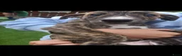 Lurcher dogs for sale: Stunning lurcher puppies - Advert 3