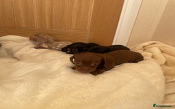 Miniature Dachshund dogs for sale: Miniature dachshunds ✨ - Image 8