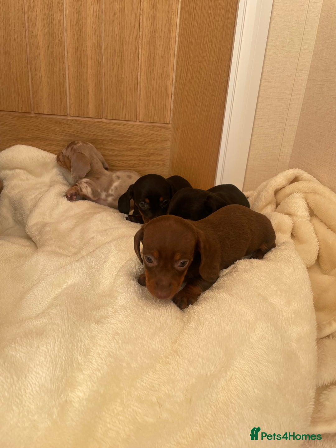 Miniature Dachshund dogs for sale: Miniature dachshunds ✨ - Image 8