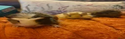 Guinea Pig rodents for sale: Beautiful baby Guinea pigs  - Advert 3