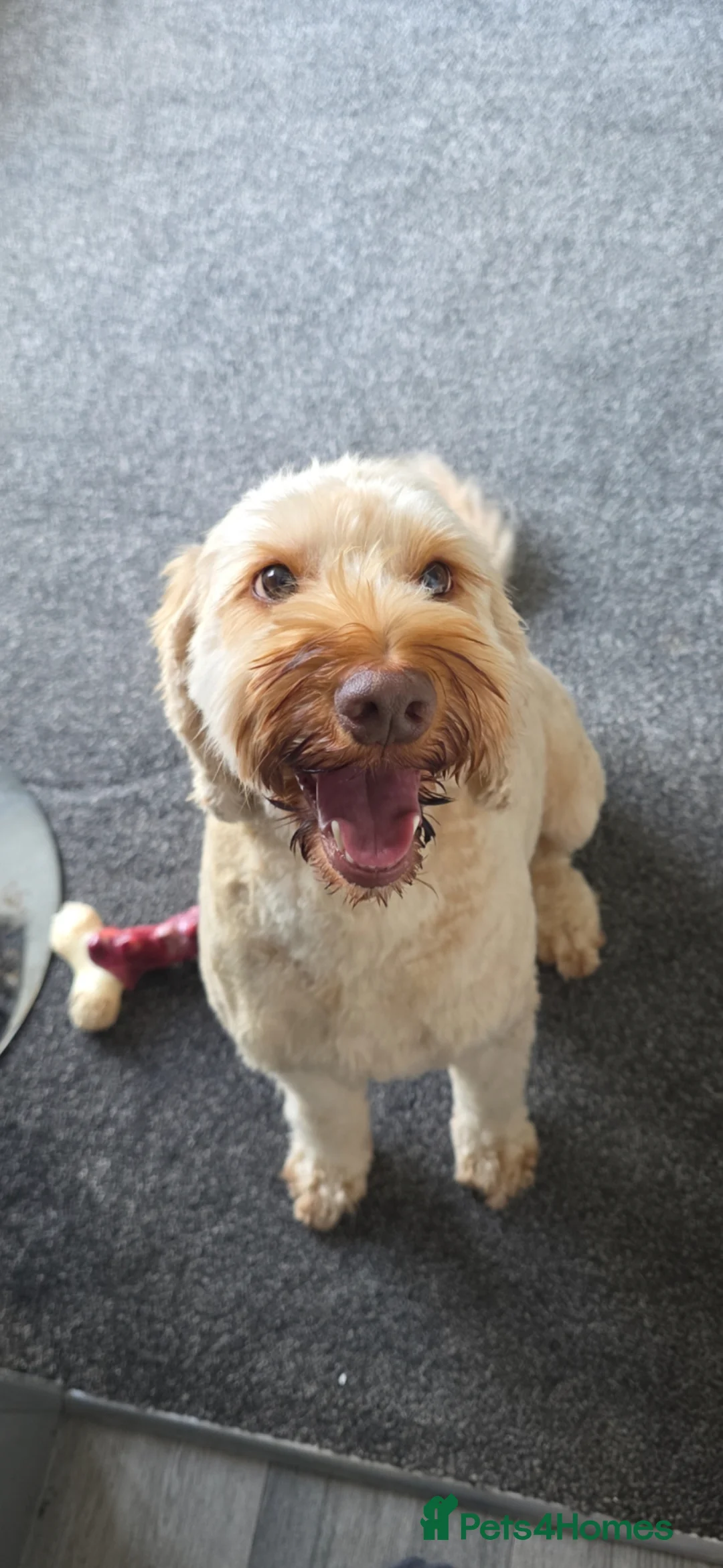 Cockapoo dogs for sale: Carter the cockapoo - Advert 1