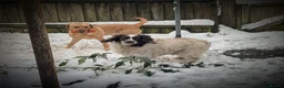 Labrador Retriever dogs for sale: Springer male and Labrador female  - Advert 6