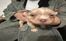 American Bully dogs for sale: 4 pocket bully’s  - Advert 9