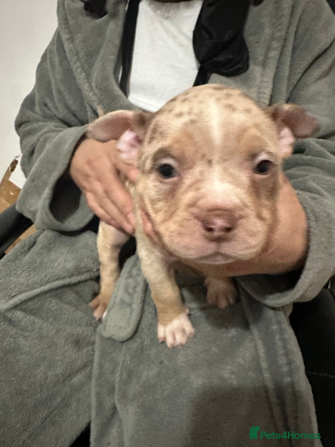 American Bully dogs for sale: 4 pocket bully’s  - Advert 9