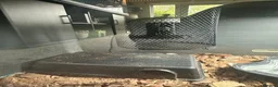 Python Snake reptiles for sale: Beautiful female Pied Royal python.  - Advert 10