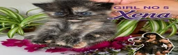 Mixed Breed cats for sale: Fluffy Long Haired Kittens - Ready 15 August in Plymouth - Advert 11