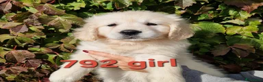Golden Retriever 5