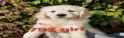 Golden Retriever dogs for sale: Stunning Golden Retrievers - Advert 18