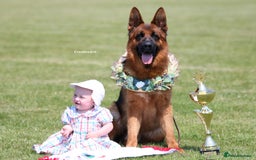 German Shepherd dogs for sale: World class German Shepherd for sale  - Image 12