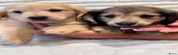 Miniature Dachshund dogs for sale: Beautiful Long Haired Miniature Dachshund Puppies - Advert 6