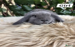 Mini Lop rabbits for sale: Pure bred Mini Lop Bunnies - Image 13