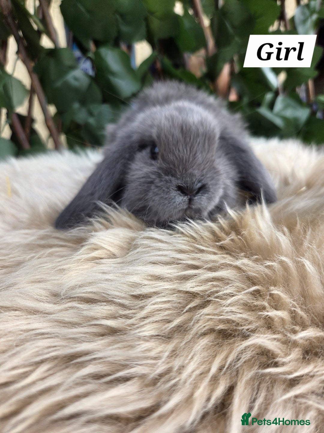 Mini Lop rabbits for sale: Pure bred Mini Lop Bunnies - Image 13