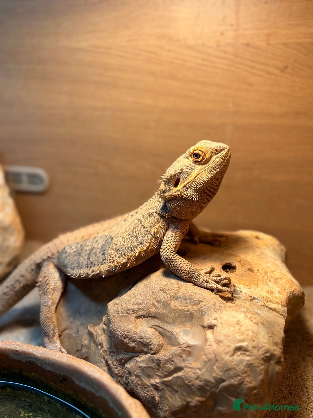 Bearded Dragon reptiles for sale: Adult male bearded dragon - Advert 2