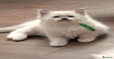 Ragdoll cats - Advert 7