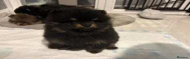 Pomeranian Puppy 3