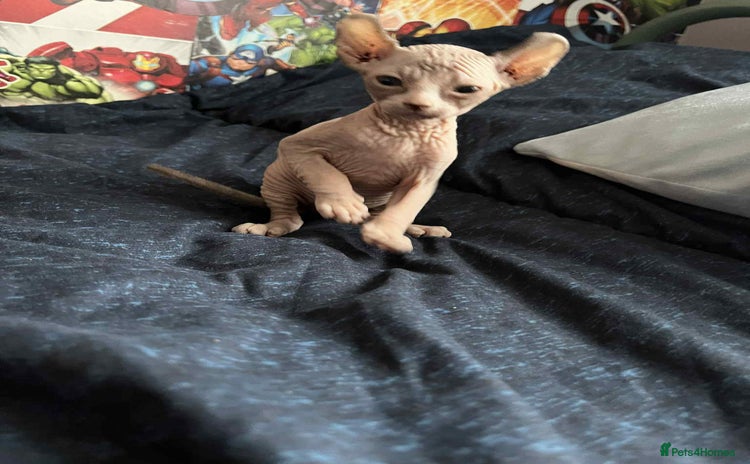 Sphynx cats - Advert 1