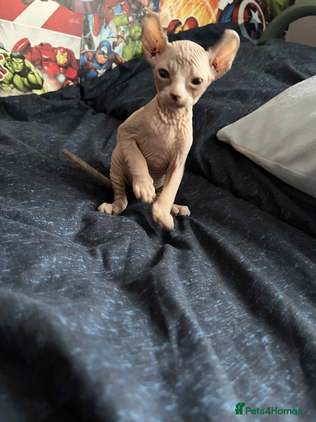 Sphynx cats for sale: Sphynx kittens  - Image 1