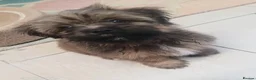 Shih Tzu dogs for sale: Pretty  girl  Shih Tzu in Boston - Advert 12