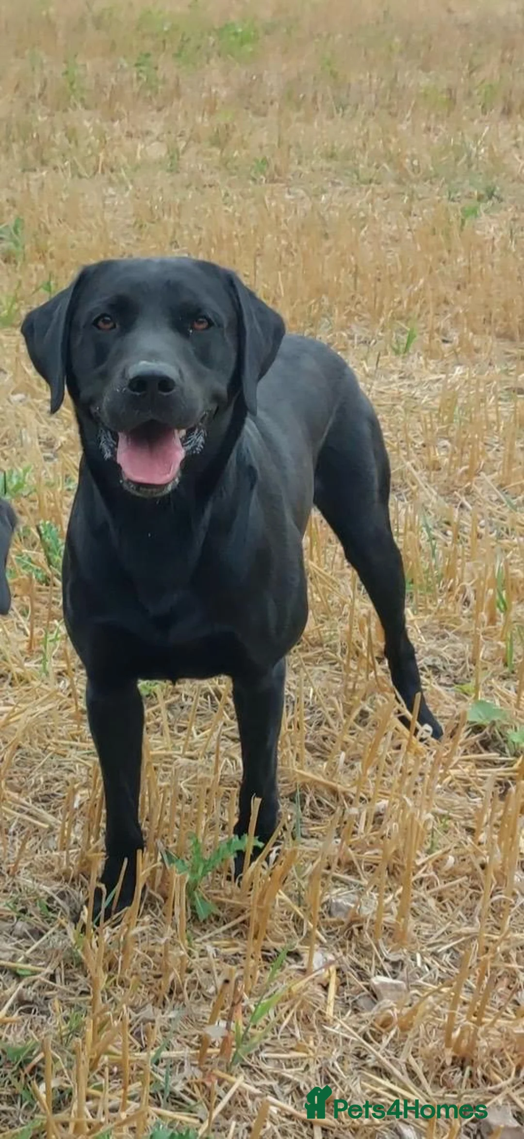 Labrador Retriever dogs for stud: KC registered Labrador retriever  in Chichester - Advert 1
