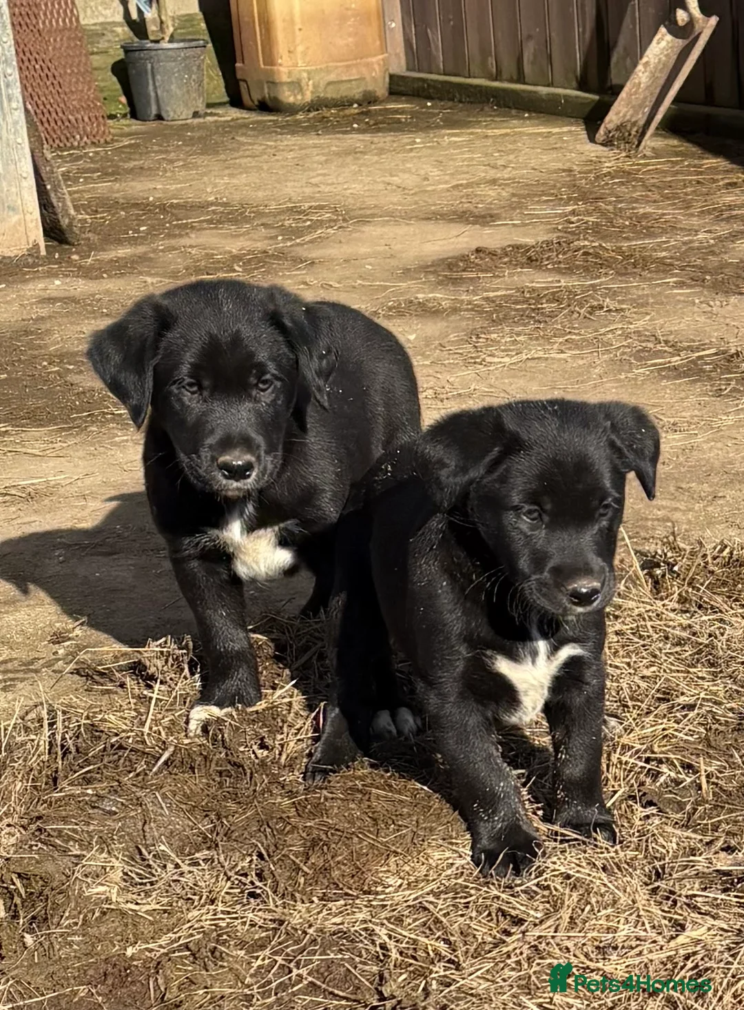 Borador dogs for sale: Beautiful Collie x Labrador puppies  - Advert 4