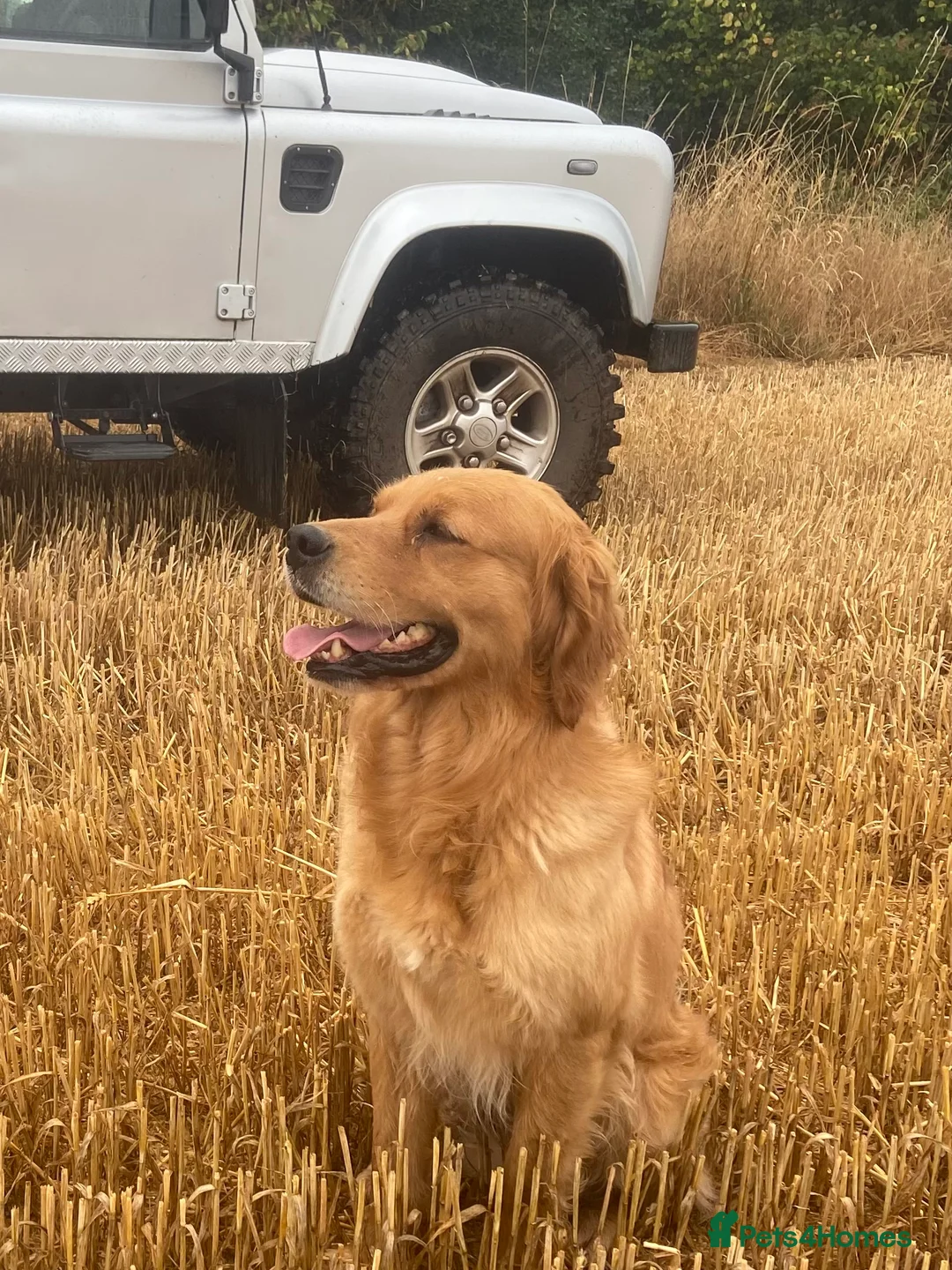 Golden Retriever dogs for stud: Rufus Golden Retriever Stud in Church Stretton - Advert 3