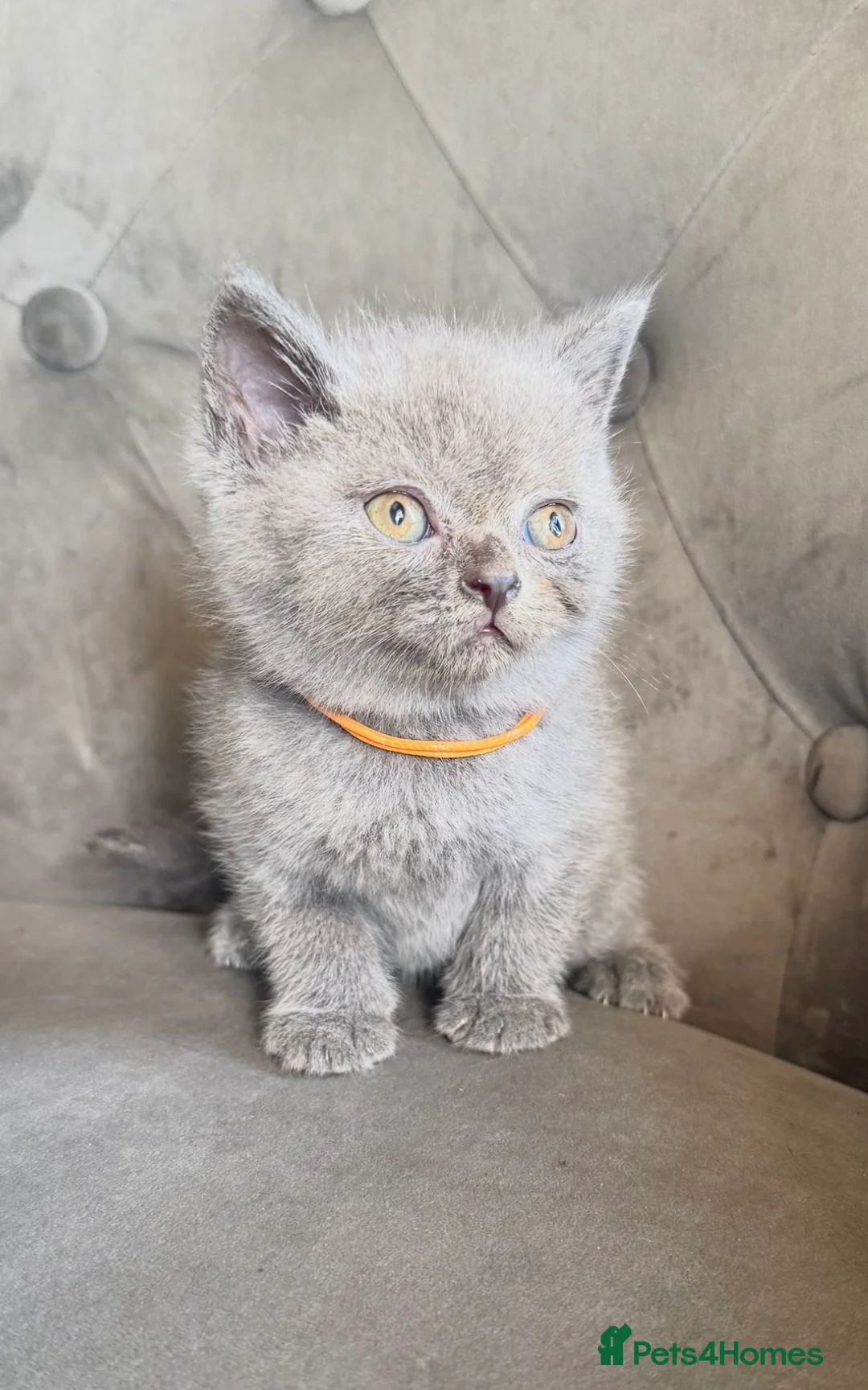 British Shorthair cats for sale: Beautiful British short haired kittens  - Advert 2