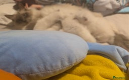 Ragdoll cats for sale: Adorable, fluffy, blue eyed kittens for sale  - Image 5