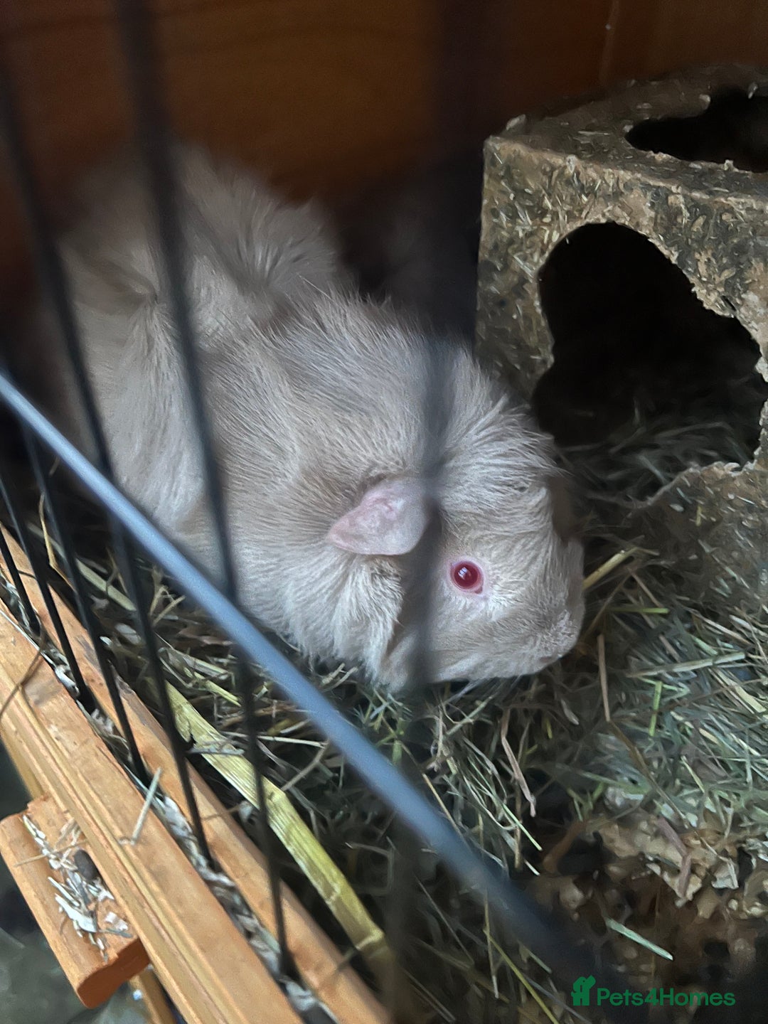 Guinea Pig rodents for sale: Two rare lilac female sister guinea pigs and cage - Advert 1