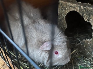 Guinea Pig rodents Two rare lilac female sister guinea pigs and cage - Advert 1