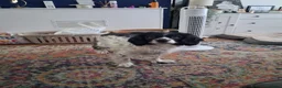 Sprocker dogs for adoption: Older Spaniel For Adoption  - Advert 2